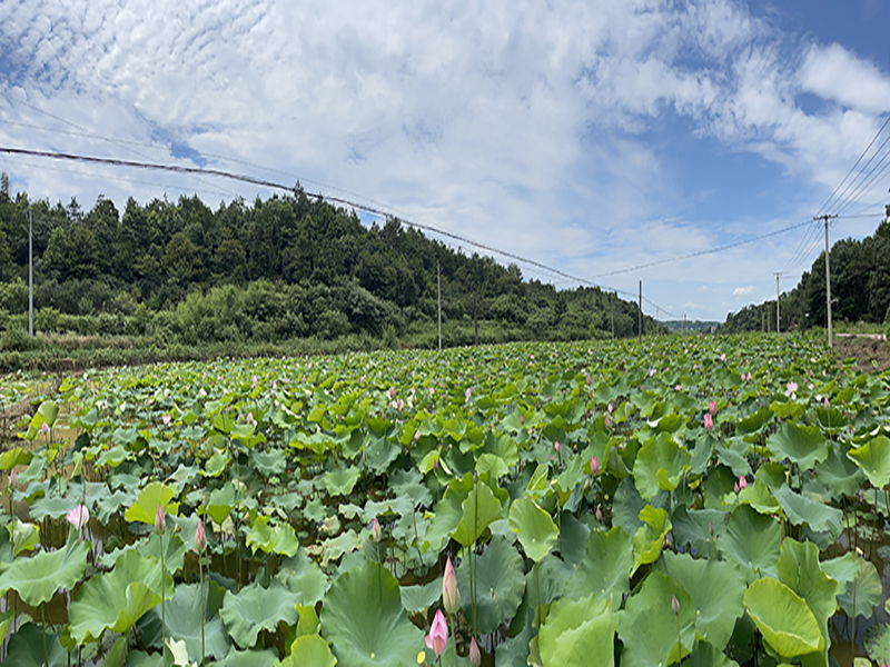 kaiyun网页版登录入口莲子基地